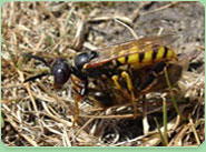 wasp control Beckenham