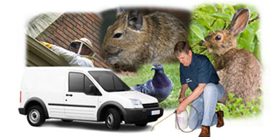 Beckenham local van
